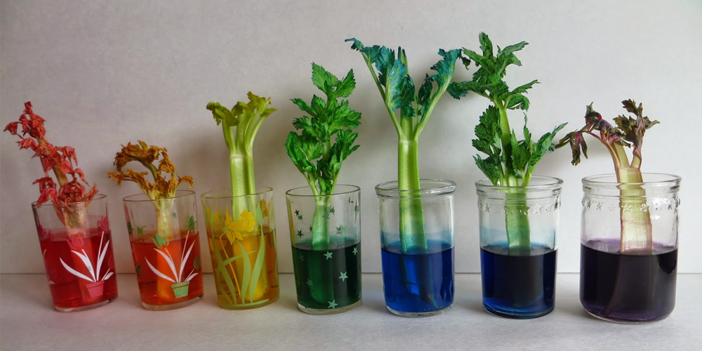 Read more about the article Childrens Experiment – Dyed Celery